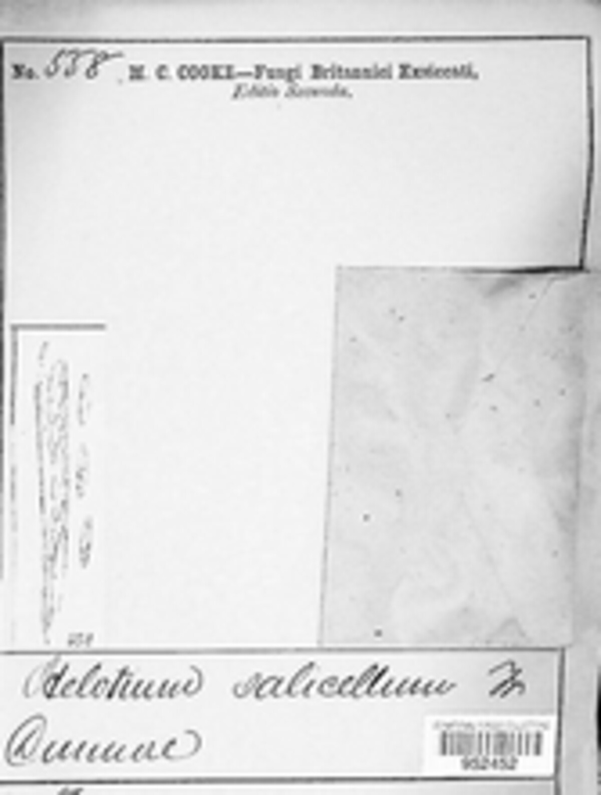 Helotium salicinum image